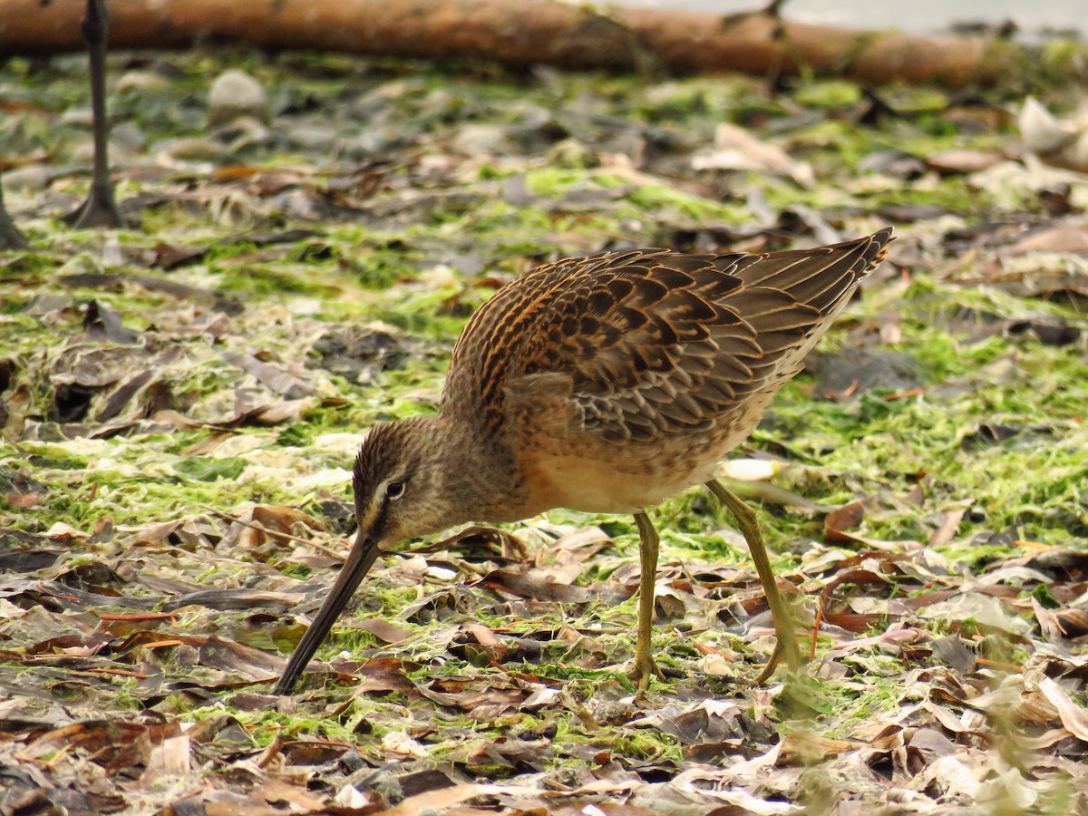 Long-billed Dowitcher - ML69396521