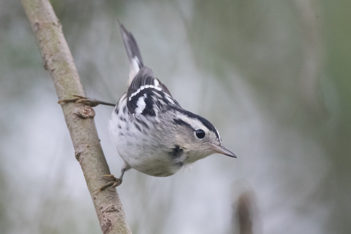 Black-and-white Warbler - ML69396741