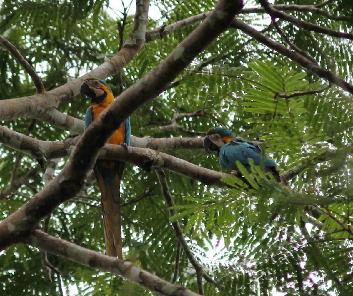 Blue-and-yellow Macaw - Edward Landi