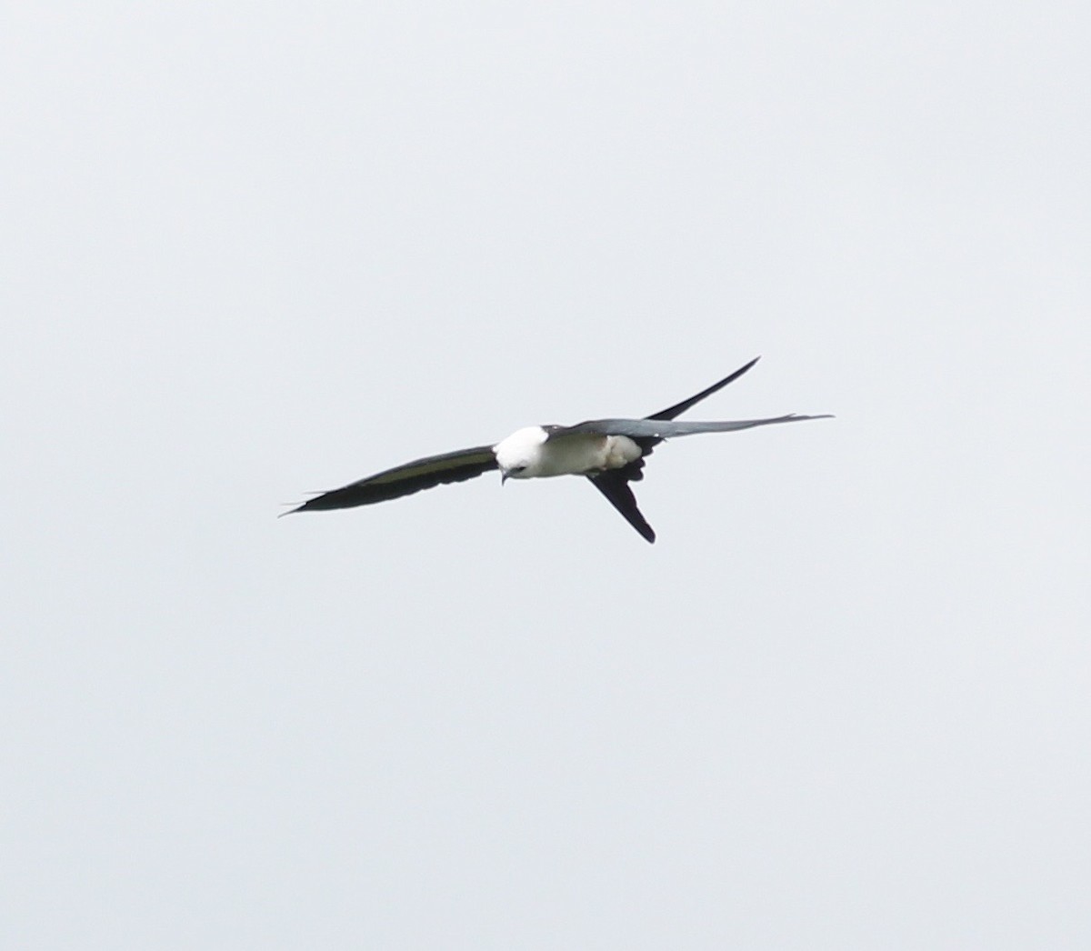 Swallow-tailed Kite - ML69403391
