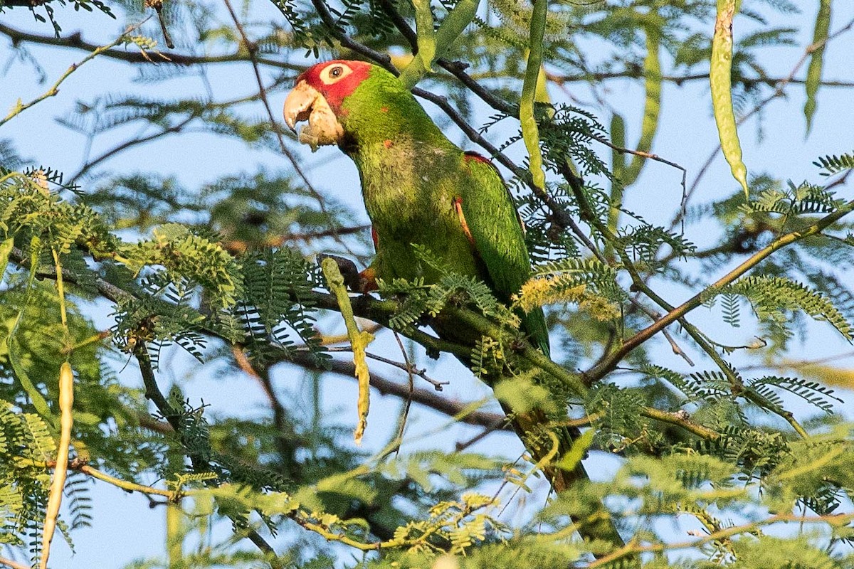 Guayaquil Papağanı - ML69404221