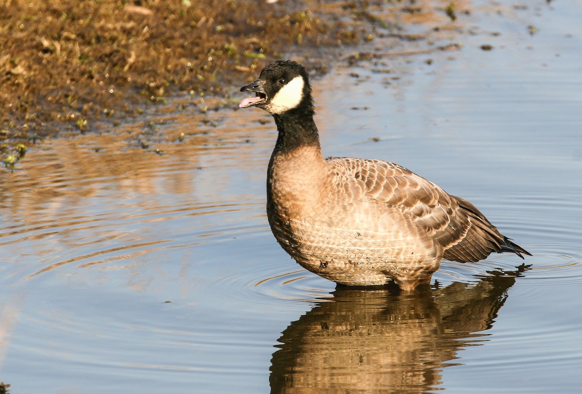 Cackling Goose (minima) - ML69405201