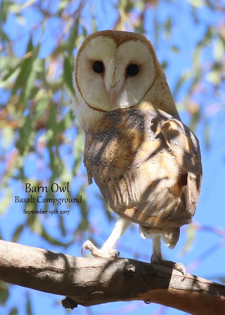 Barn Owl - Richard Brown