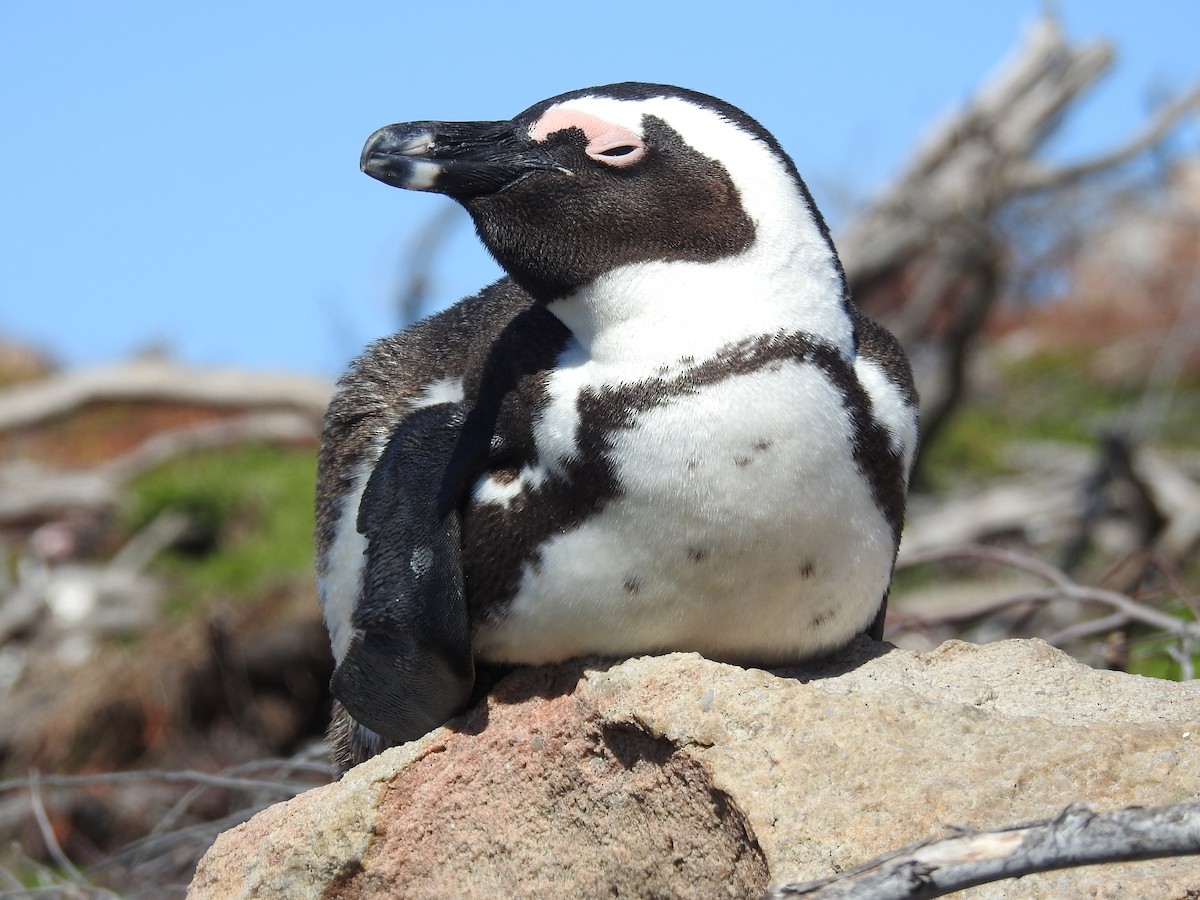 Pingüino de El Cabo - ML69406311