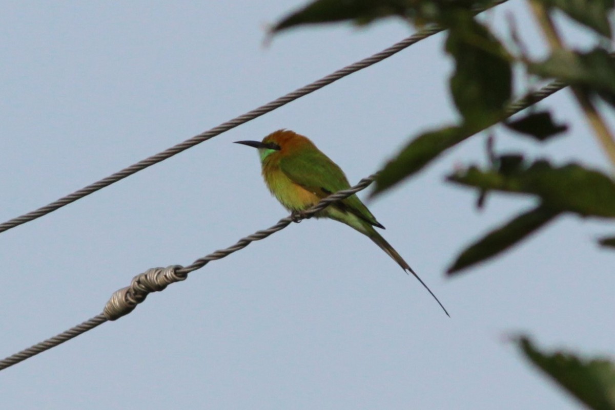 Asian Green Bee-eater - Lekshmi  Jayakumar