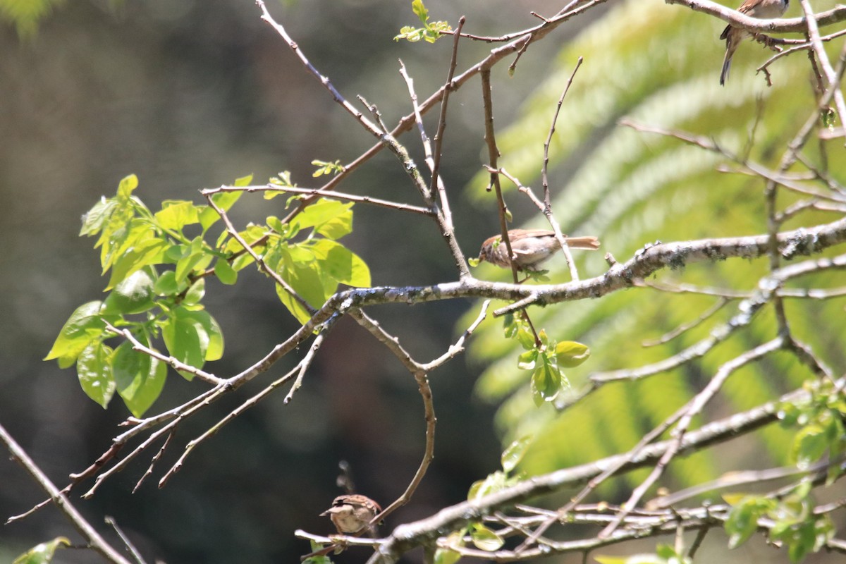 Eurasian Tree Sparrow - Siti Sutedjo