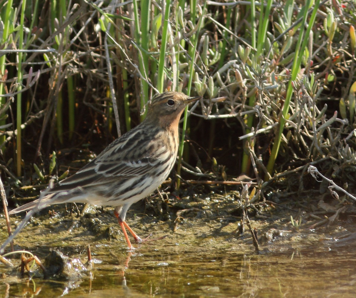 Red-throated Pipit - ML69411491