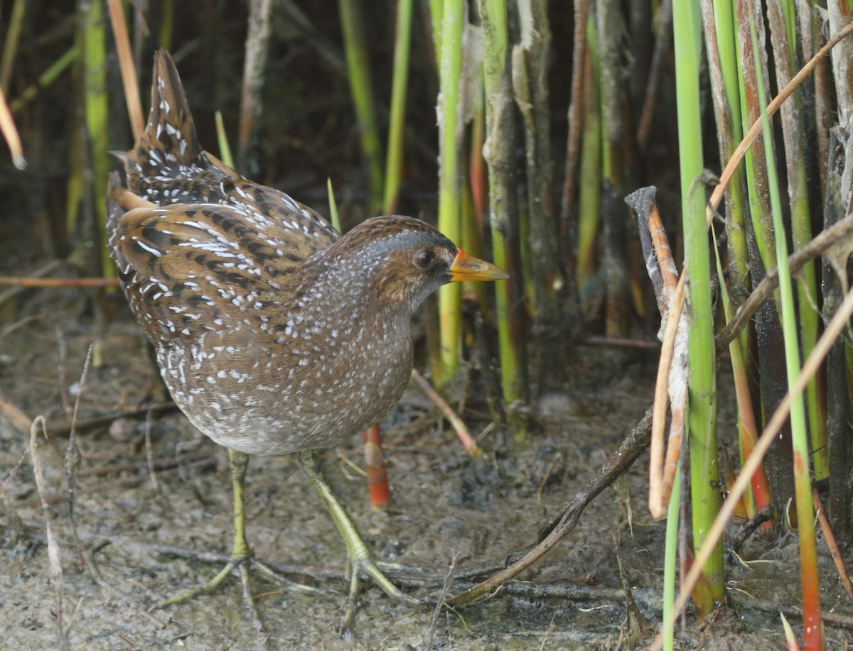 Spotted Crake - ML69411671