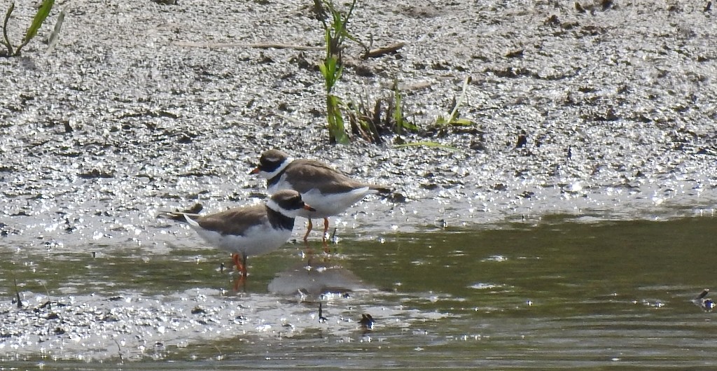 Common Ringed Plover - Manfred Schleuning