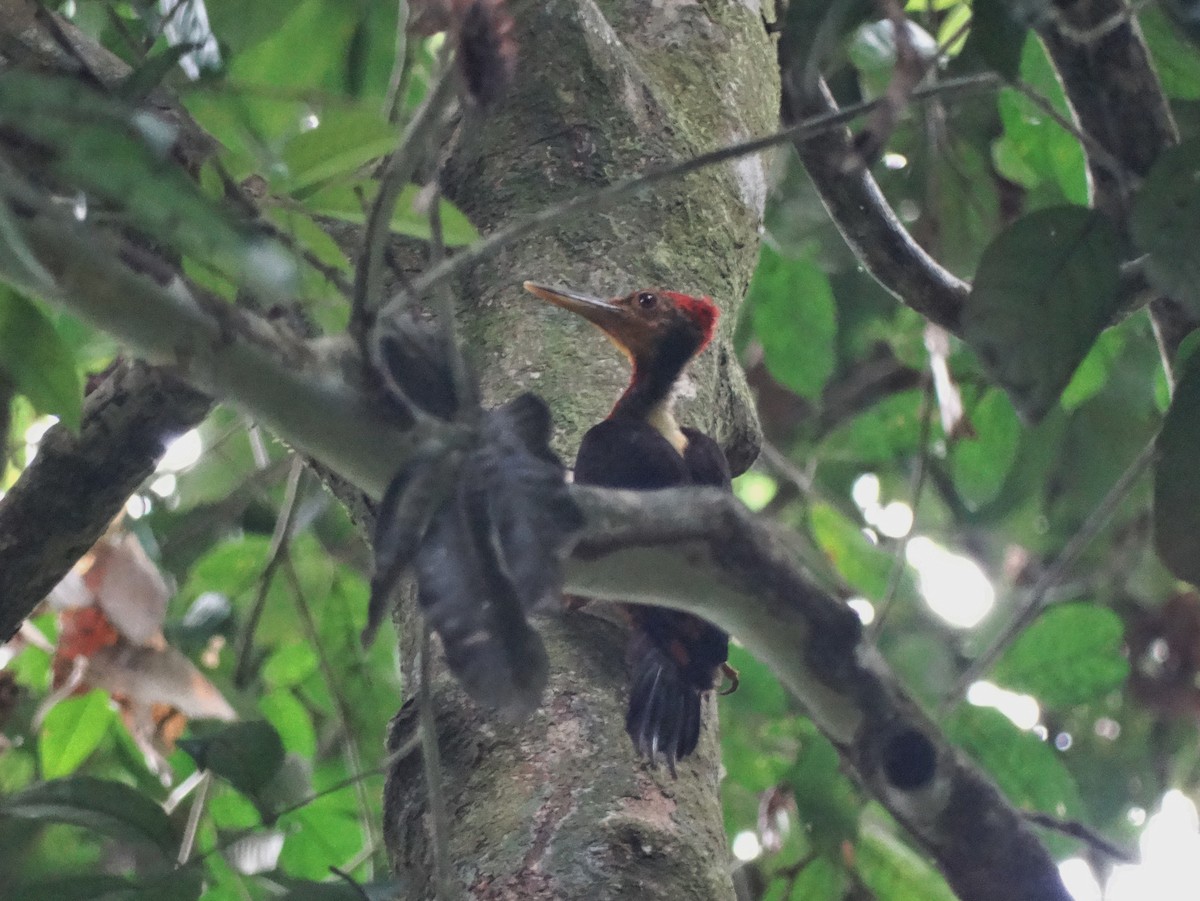 Orange-backed Woodpecker - John Martin