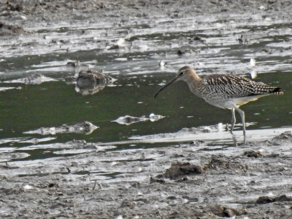 Eurasian Curlew - Manfred Schleuning