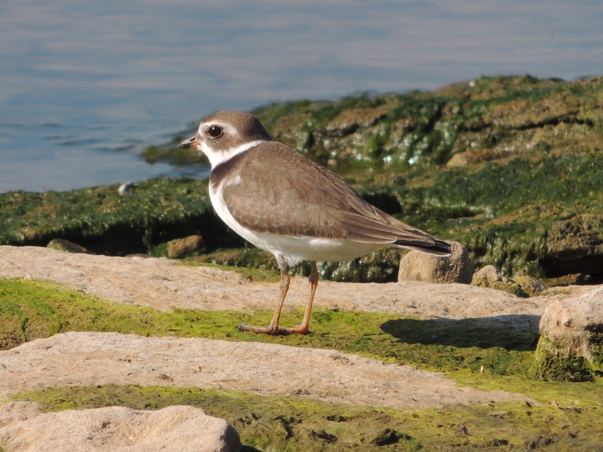 Semipalmated Plover - ML69412831