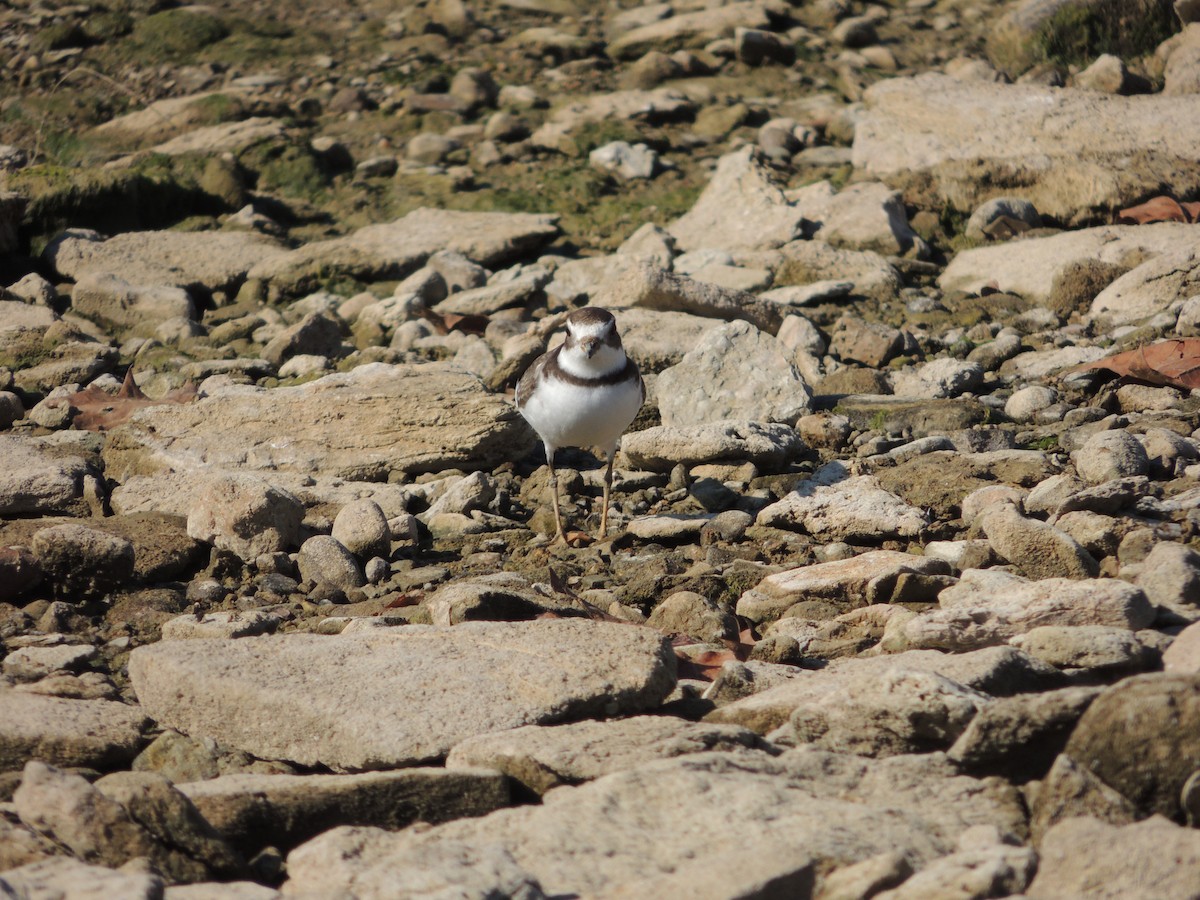 Semipalmated Plover - ML69412841