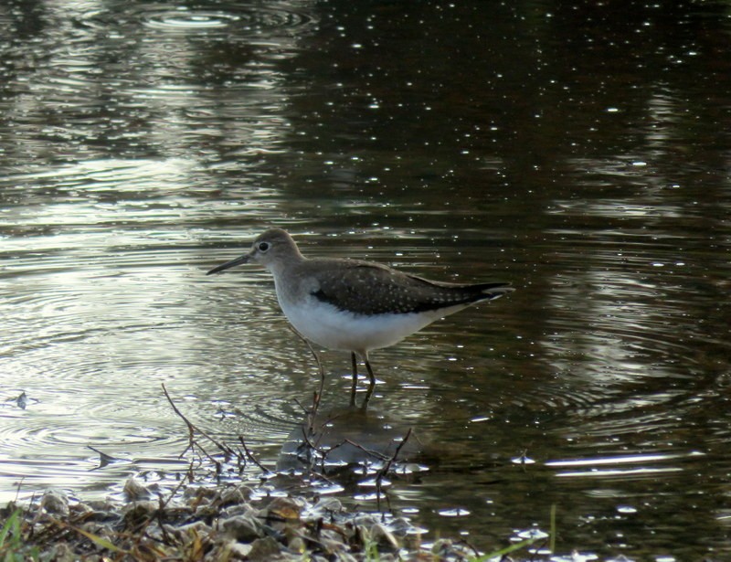Solitary Sandpiper - Diane Reed