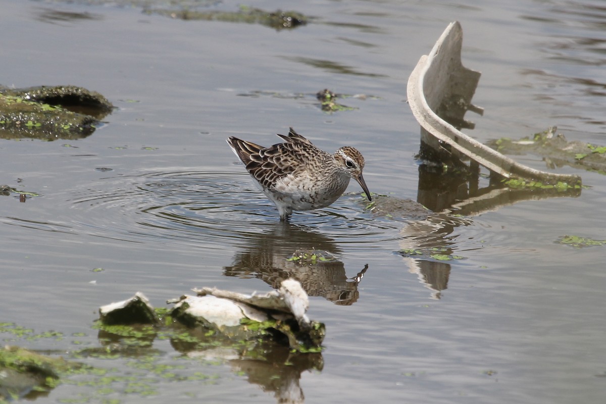 Sharp-tailed Sandpiper - Kevin Cheng
