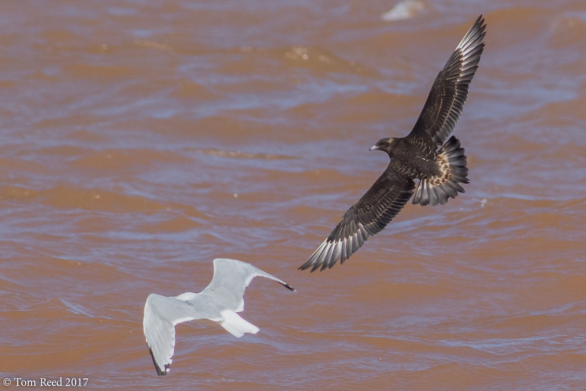 Parasitic Jaeger - Tom Reed