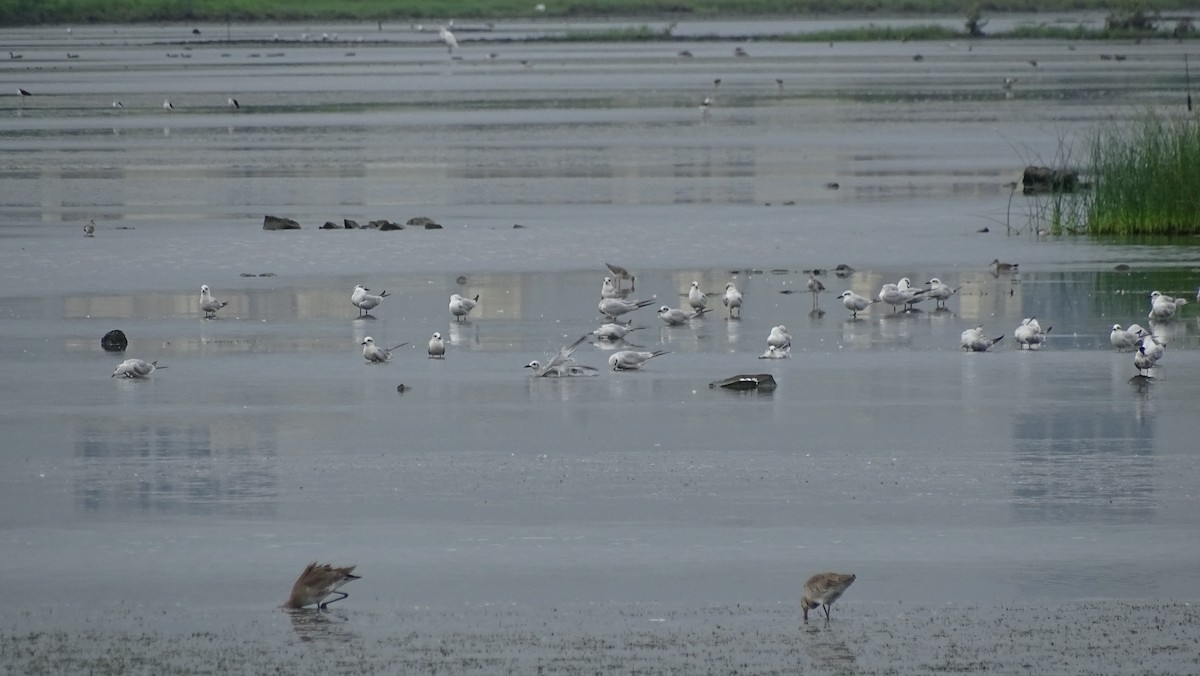 Gull-billed Tern - Pradnyavant Mane
