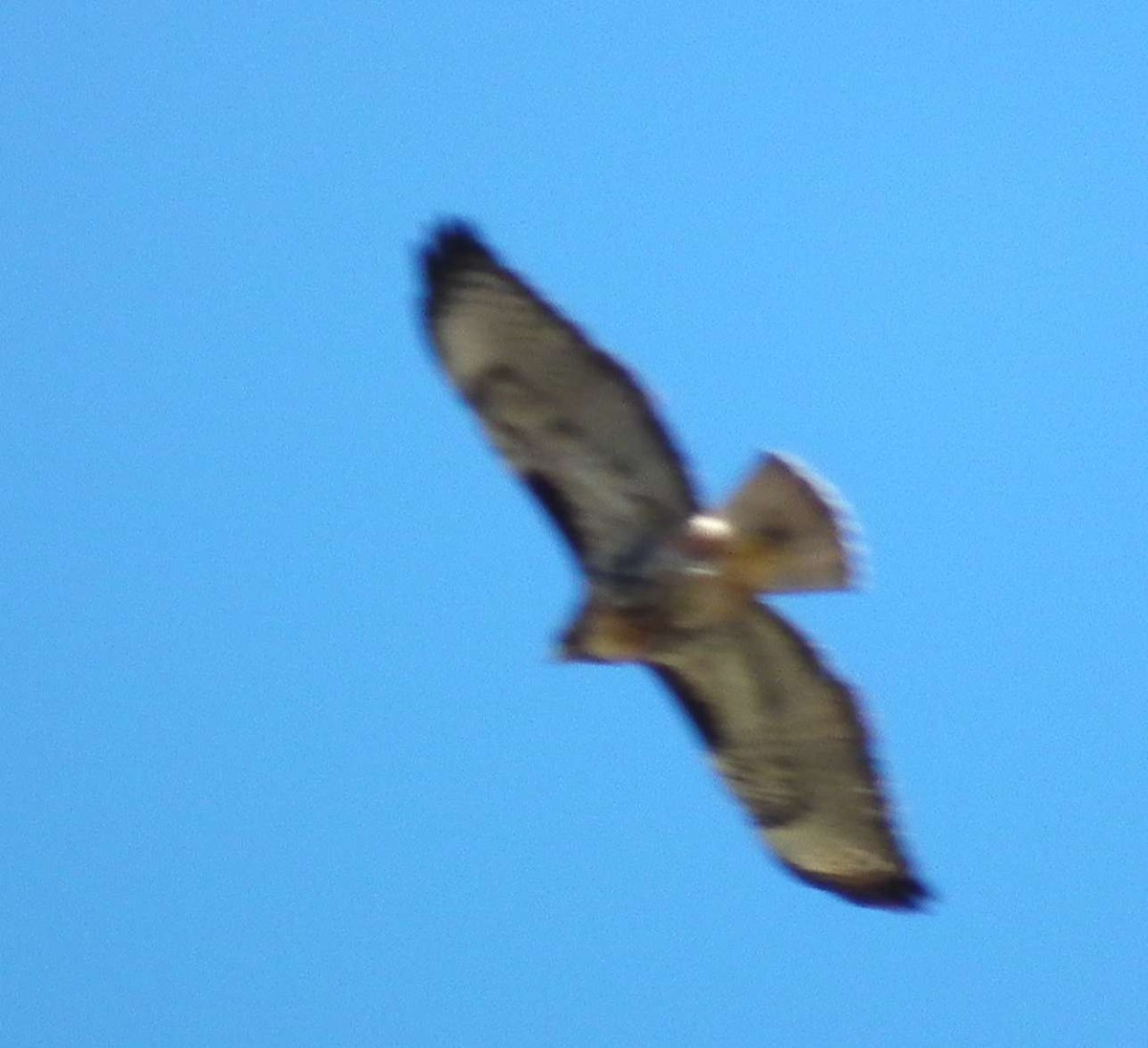 Rufous-tailed Hawk - ML69418251