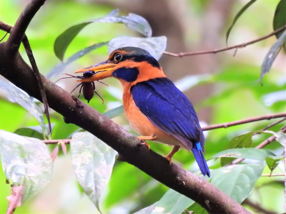 Rufous-collared Kingfisher - Tuck Hong Tang