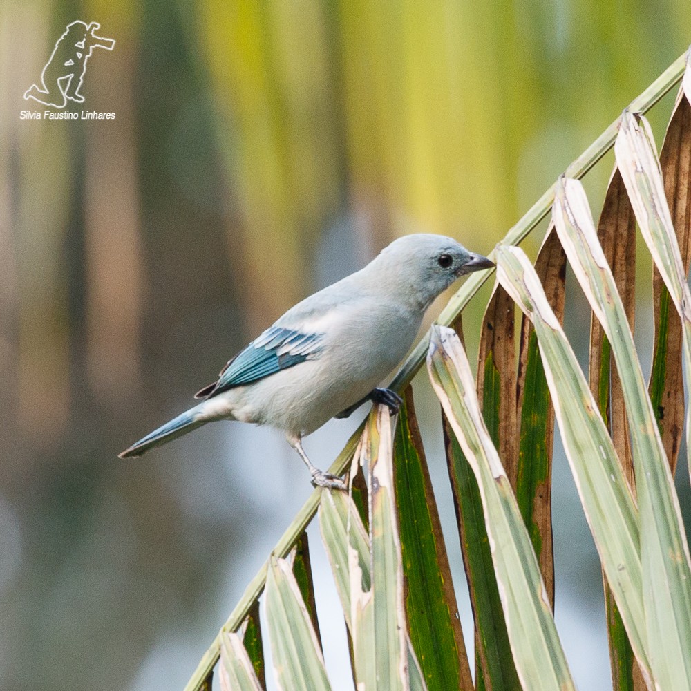 Blue-gray Tanager - ML69421291
