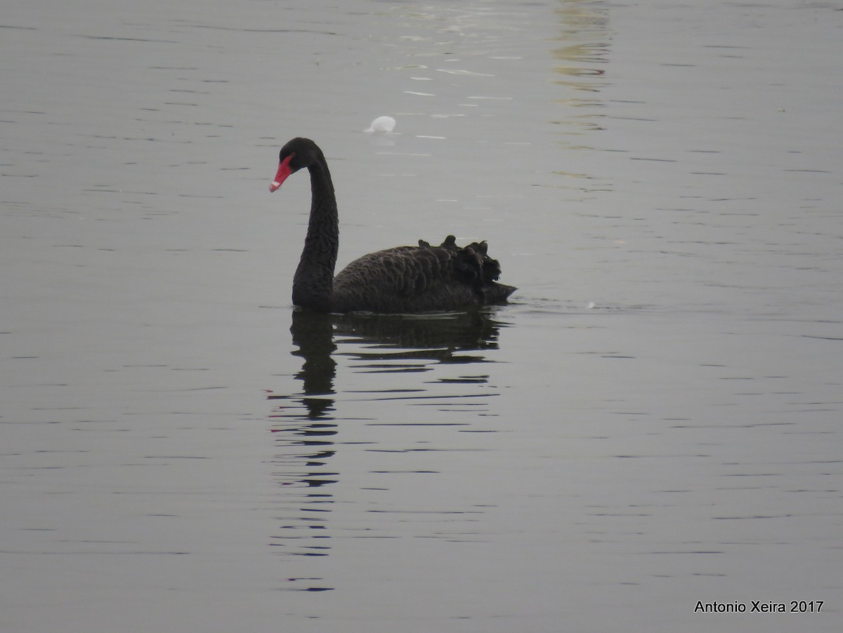 Black Swan - Antonio Xeira