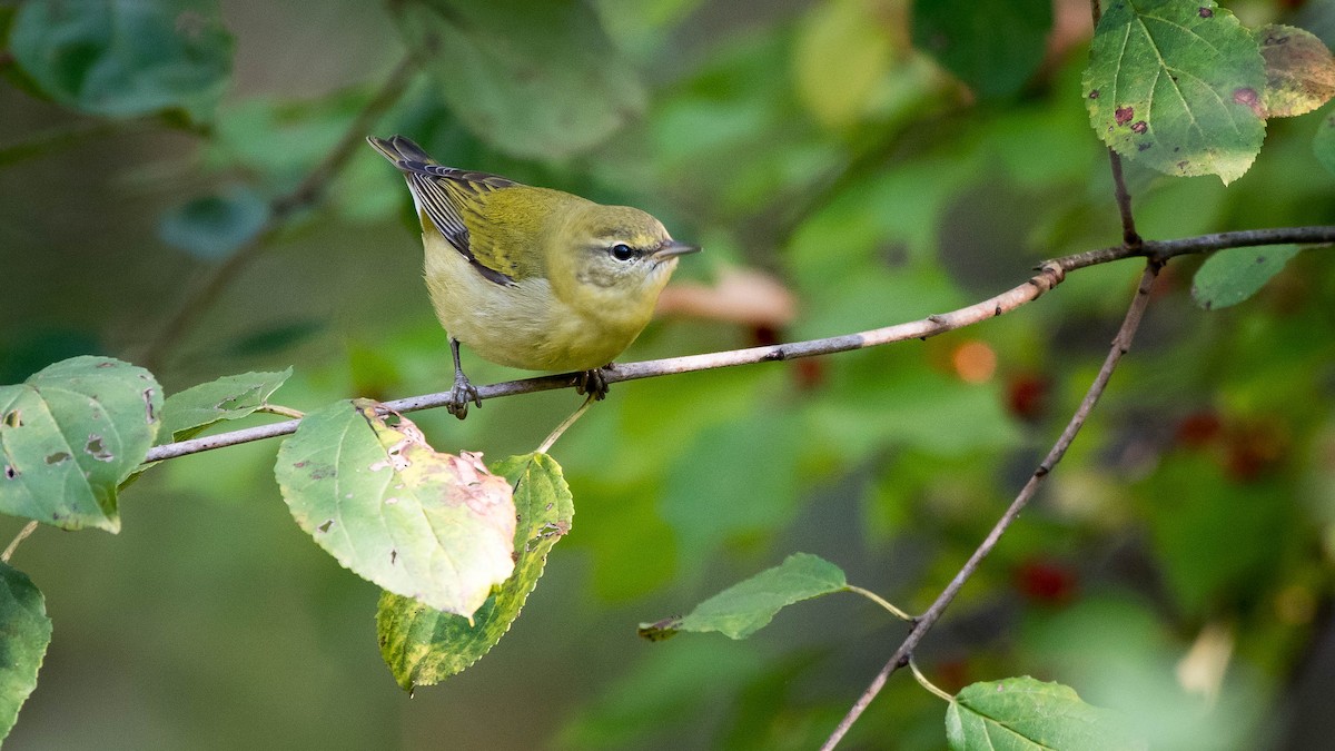 Tennessee Warbler - Charlie Shields