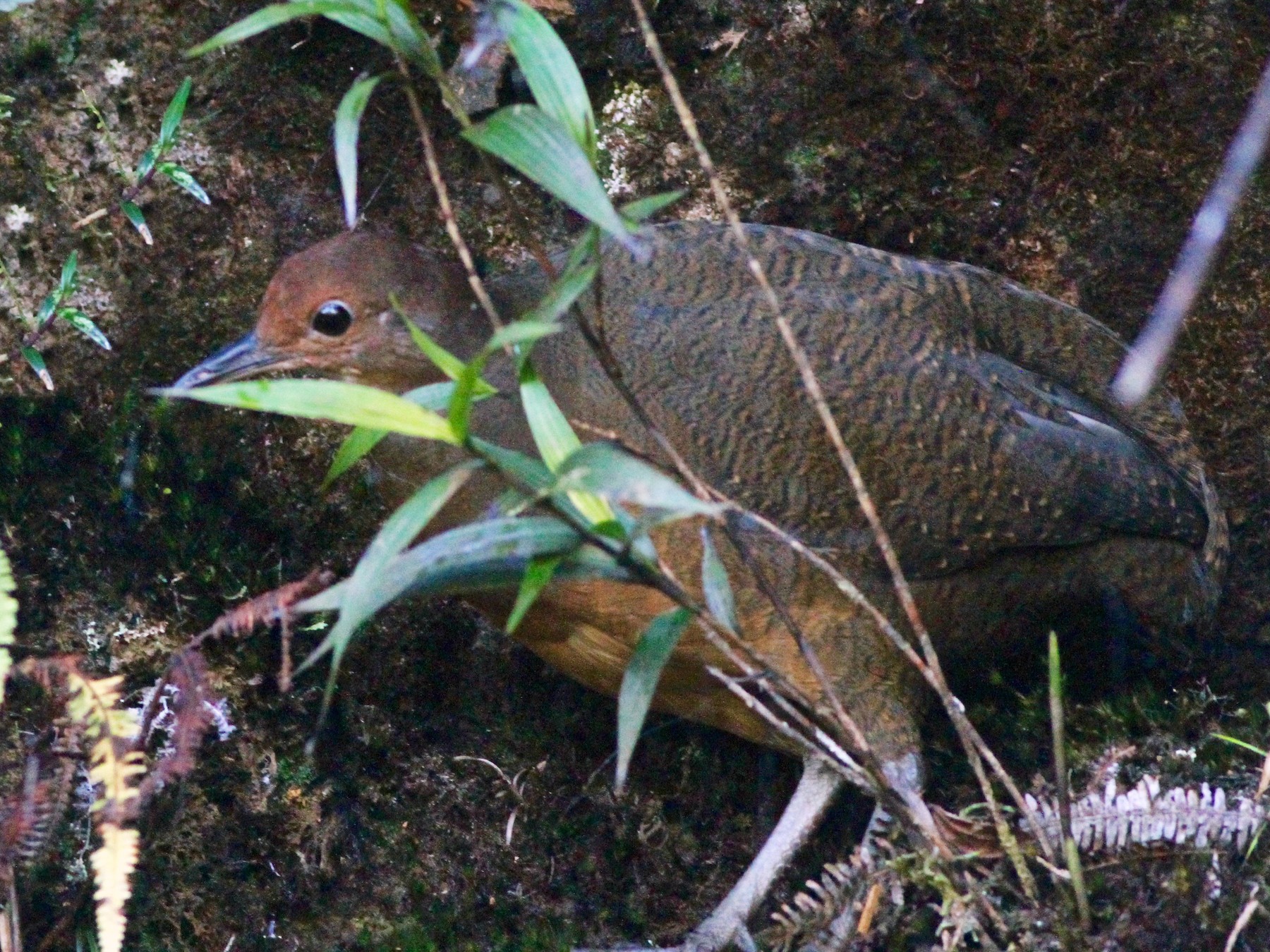 Tawny-breasted Tinamou - Anthony Collerton