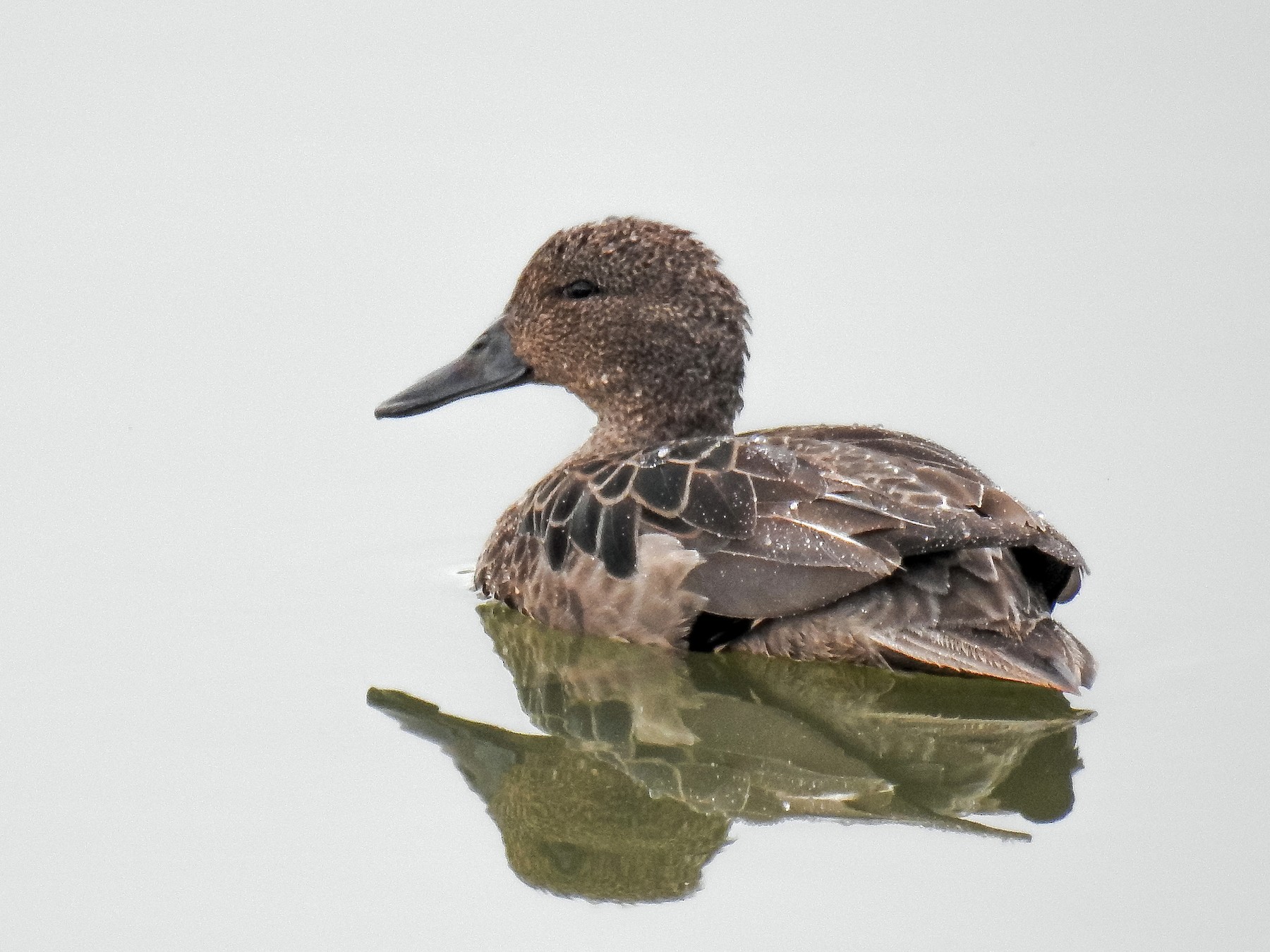 Andean Teal - Diego Emerson Torres