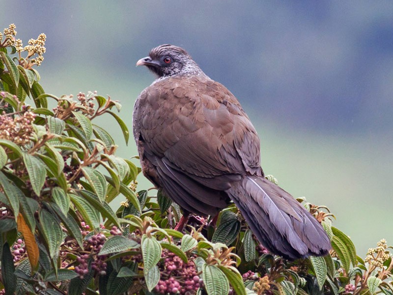 Andean Guan - Michael Todd