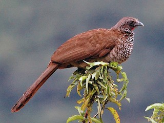  - Andean Guan