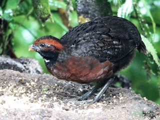 Rufous-fronted Wood-Quail - eBird