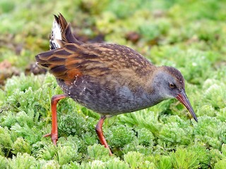  - Bogota Rail