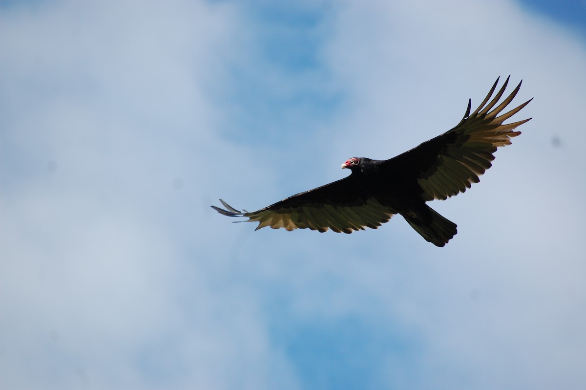 Turkey Vulture - Kate McConnell