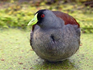  - Spot-flanked Gallinule