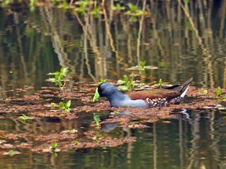  - Spot-flanked Gallinule