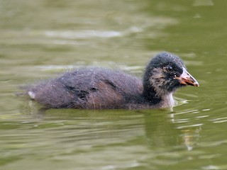  - Spot-flanked Gallinule