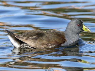  - Spot-flanked Gallinule