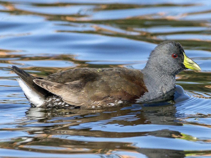 Gallineta Pintada - eBird