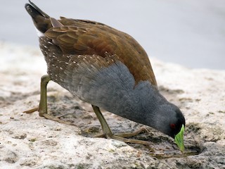  - Spot-flanked Gallinule