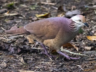  - Lined Quail-Dove