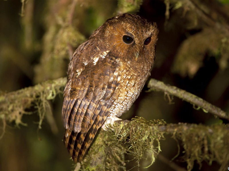 Rufescent Screech-Owl (Colombian) - José Ardaiz Ganuza