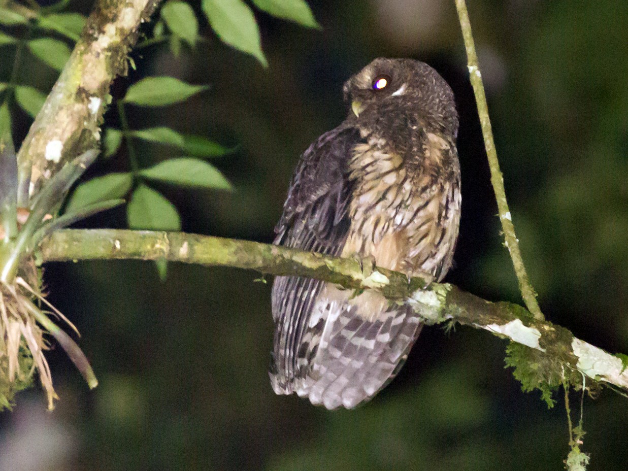 Rufescent Screech-Owl (Colombian) - Rob Felix