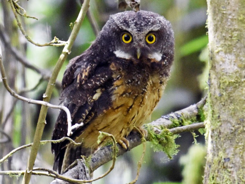 White-throated Screech-Owl - Bob Zaremba