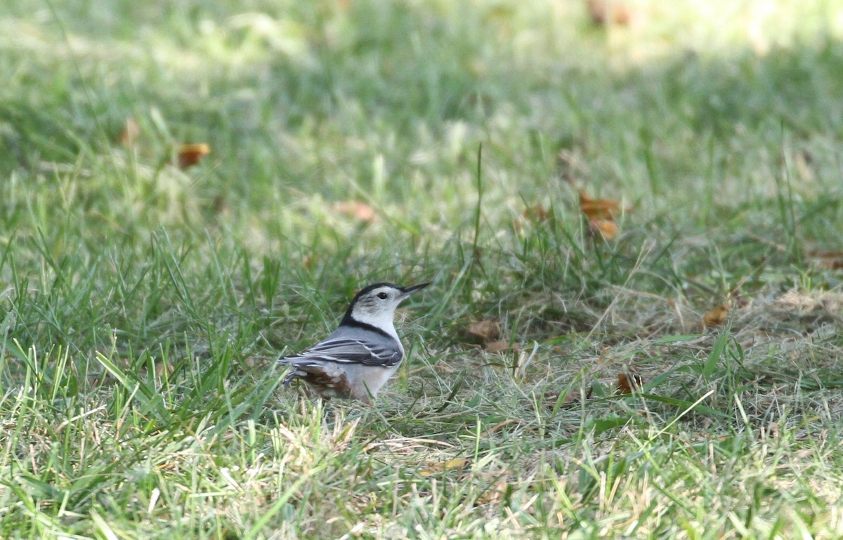 White-breasted Nuthatch - Don Coons
