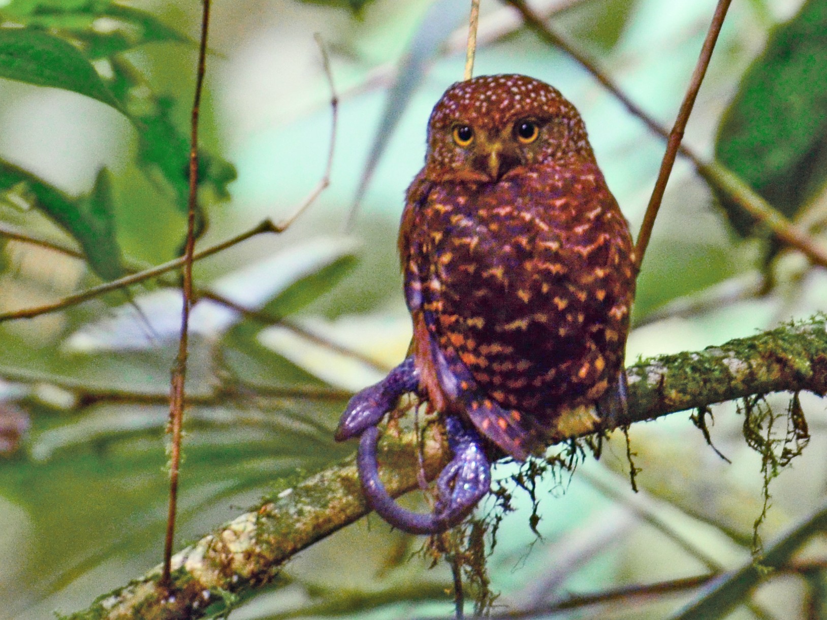 Cloud-forest Pygmy-Owl - Anita Morales