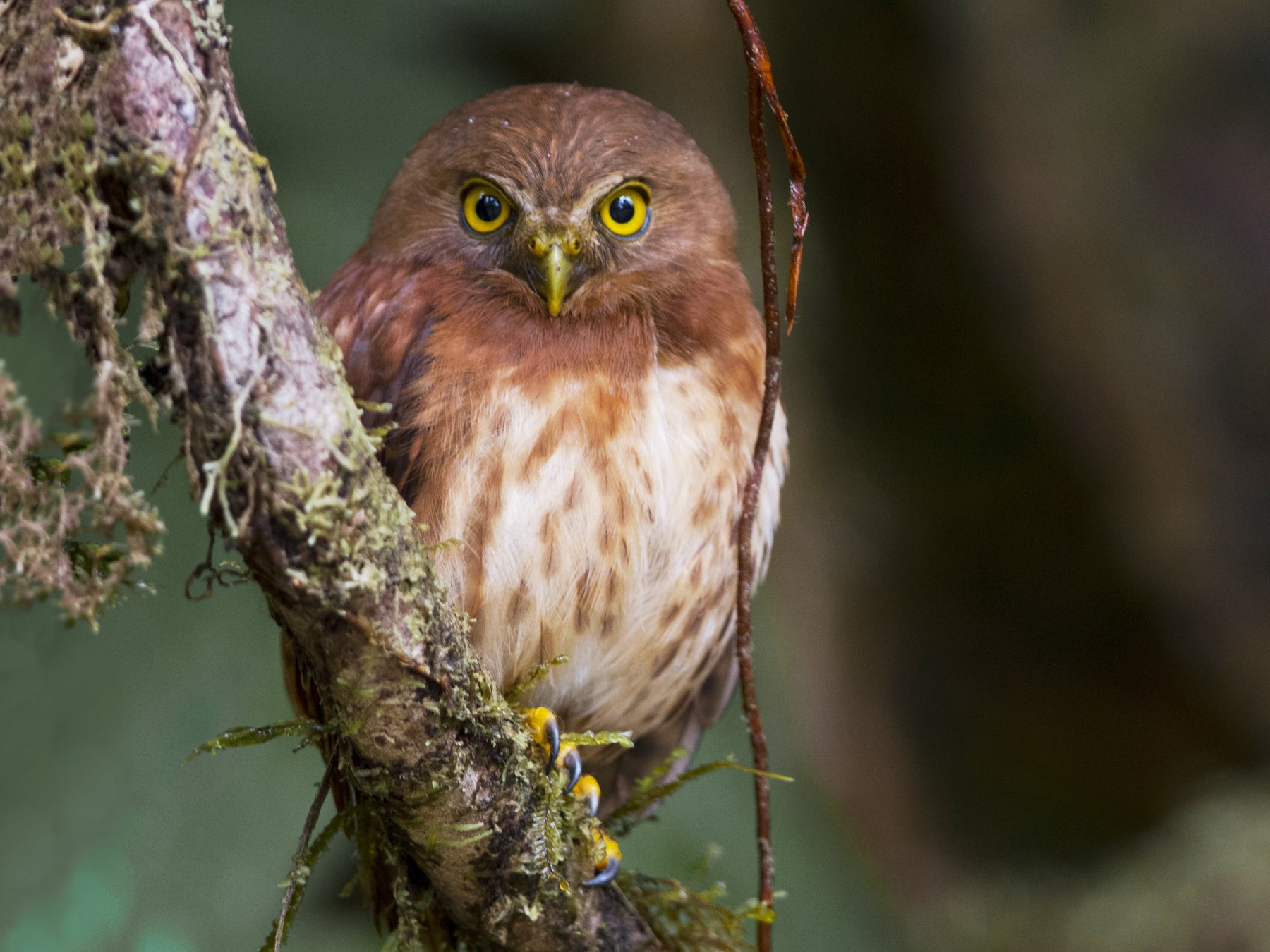 Cloud-forest Pygmy-Owl - John Cahill xikanel.com