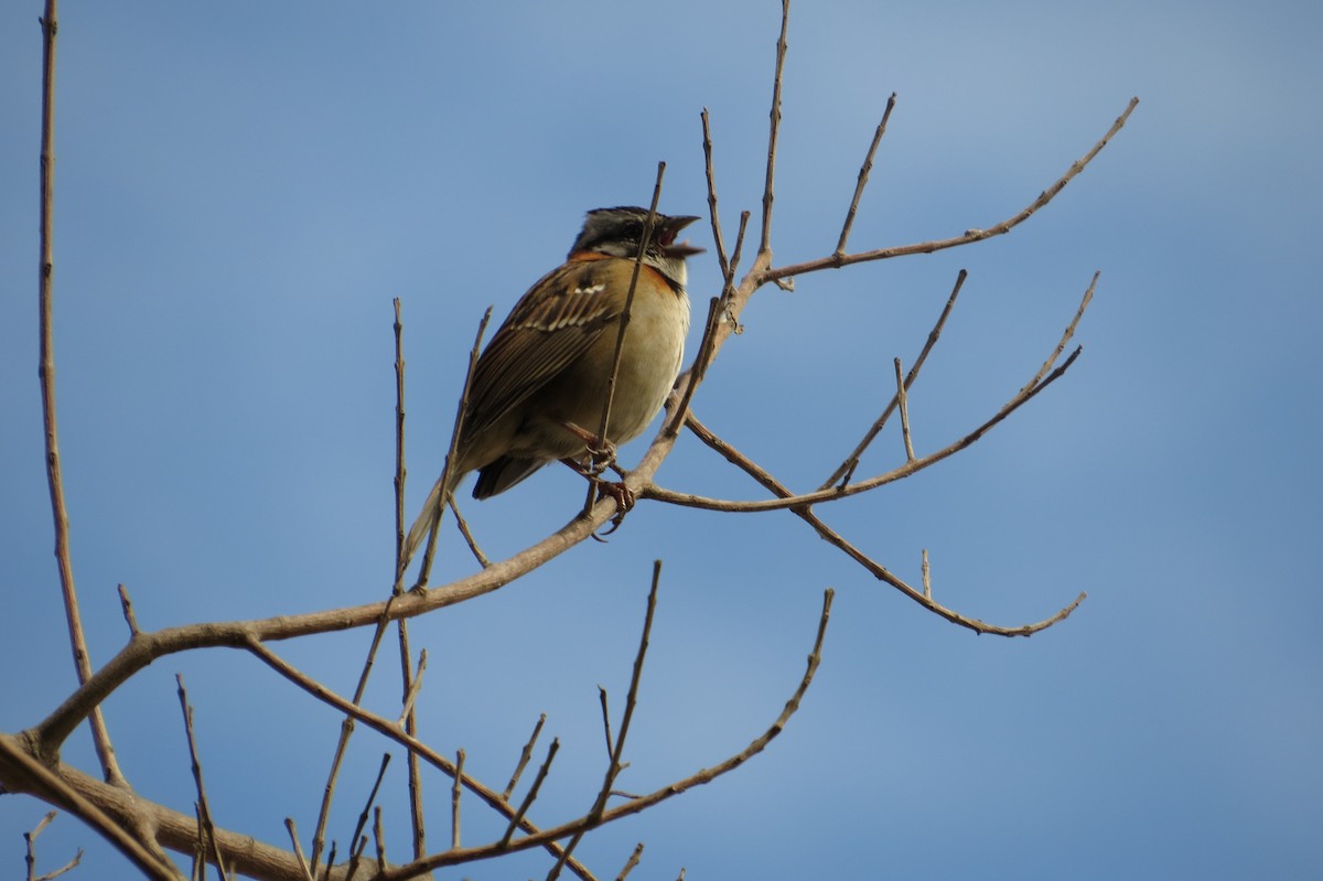 Rufous-collared Sparrow - Javier Cortés
