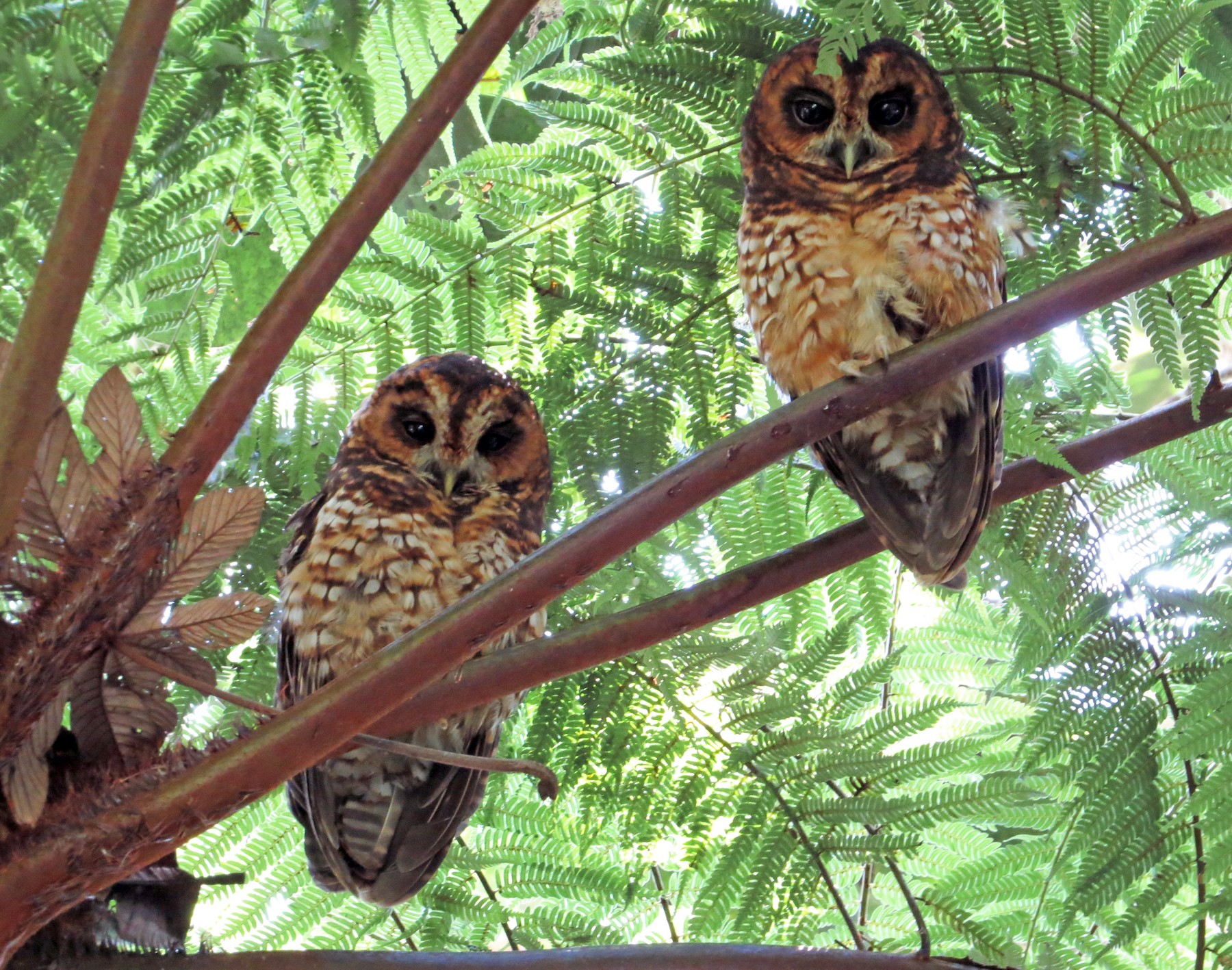 Rufous-banded Owl - Edwar H. Guarín