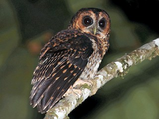  - Rufous-banded Owl