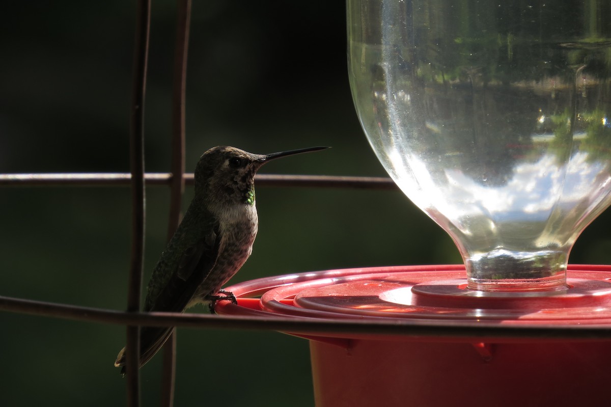 Anna's Hummingbird - Bryant Olsen